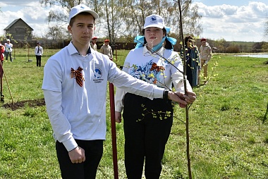 Любимов поучаствовал в высадке берёз в Михайловском районе