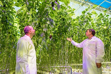 Тепличный комбинат в Рязанской области готовится выйти на полную мощность