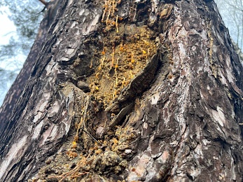Аномальный февраль: в лесах под Рязанью распускается листва и растут грибы