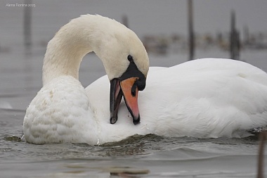 На рязанском водоеме заметили пятерых лебедей