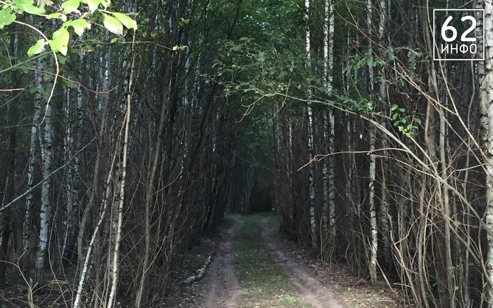 В рязанском лесу пропал еще один грибник - 62ИНФО