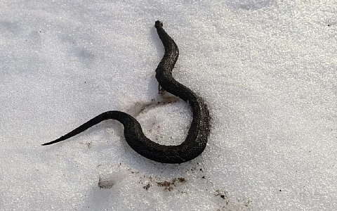 Рязанцы сфотографировали загорающую на снегу змею