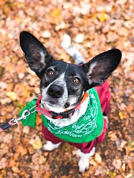 Рязанцы приютили 16 животных на выставке «Пойдём домой»