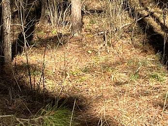 В Рязанской области заметили крушинниц-скороспелок