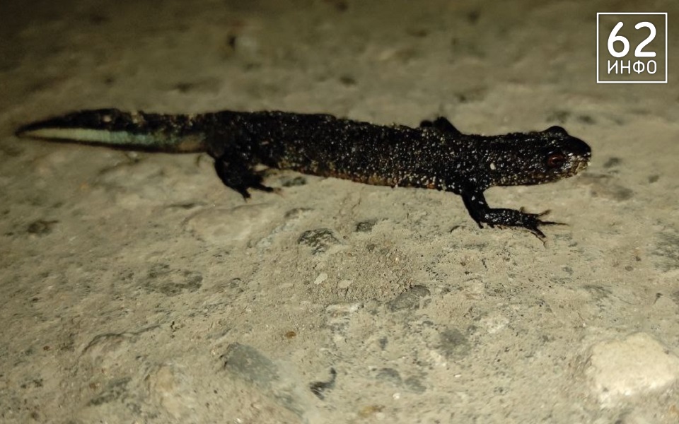 В Рязанской области биологическое оружие по борьбе с комарами выдает себя скрипом - 62ИНФО