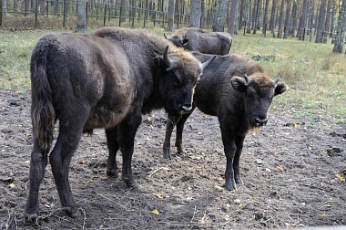 В Окском заповеднике родились 6 зубрят