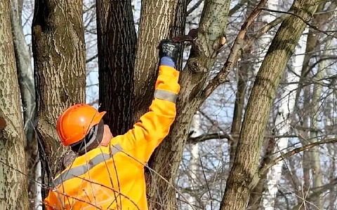 Мэрия рассказала о работах в ЦПКиО