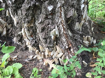 Рязанские эксперты рассказали, как бороться с непарным шелкопрядом