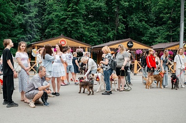 На выставке "Пойдем домой" в Лесопарке Рязани 9 собак и 4 кошки нашли хозяев