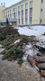 В центре Рязани пилят голубые ели