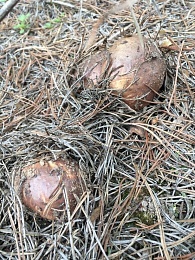 В рязанских лесах собирают свинухи и корзины маслят в мае