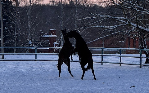В Старожиловском заводе появился на свет первый в году жеребёнок