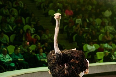 В Рязанском цирке представили шоу «Счастливый билет»