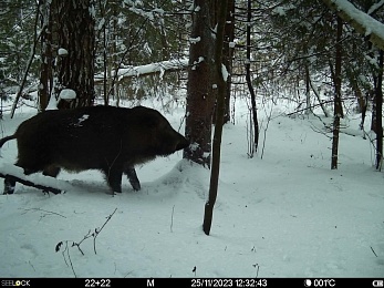 Окский заповедник показал фото лосей и кабанов в снегу
