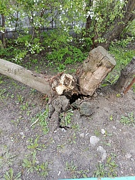 В Рязани дерево с корнем упало и свесилось у подъезда дома