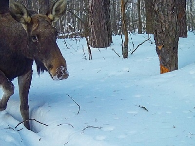 «Время лося»: Окский заповедник поделился моментами звериной жизни