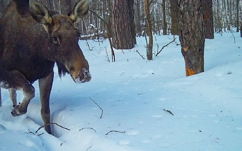 «Время лося»: Окский заповедник поделился моментами звериной жизни