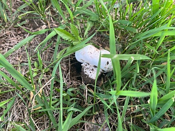 Рязанские грибники собирают шампиньоны прямо во дворах