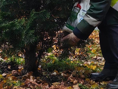 Коммунальщики приготовили деревья в Рязани к зиме 