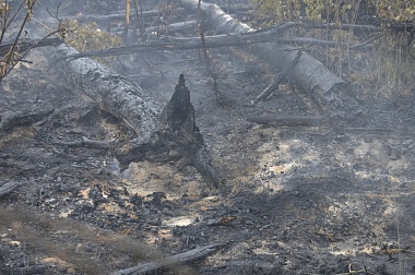 Дым без огня. Как выглядит лесной пожар под Рязанью спустя неделю 