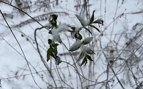 Не как всегда: рязанцам рассказали о погоде в феврале