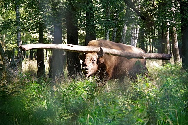 Рязанский зубр поразил жонглированием бревном Приокско-Террасный заповедник