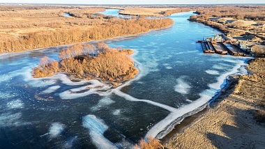 Чёрные лебеди начнут жить в Борковском затоне