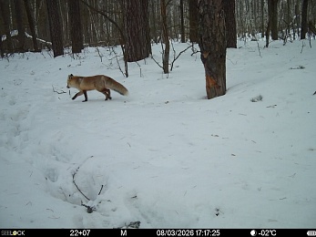 В рязанском лесу сфотографировали инфернального зайца