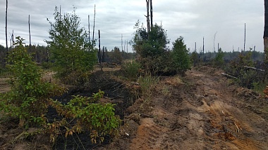 Активно горит 40 гектаров, угрозы людям нет, в Сельцах рвались снаряды. Подробности о лесных пожарах  - 62ИНФО Активно горит 40 гектаров, угрозы людям нет, в Сельцах рвались снаряды. Подробности о лесных пожарах