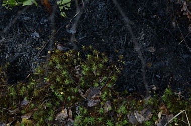 Дым без огня. Как выглядит лесной пожар под Рязанью спустя неделю 