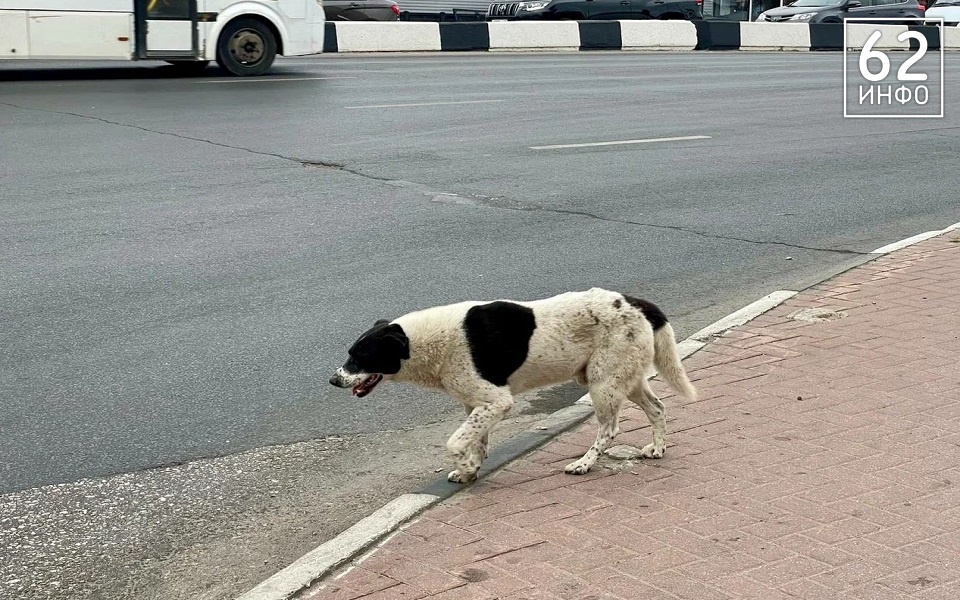 Рязанцам рассказали, как спастись от нападения бездомной собаки - 62ИНФО