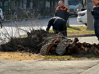 В Рязани тополь рухнул на остановку на Театральной площади