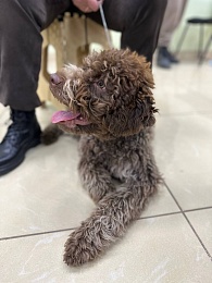 В Рязани проходит выставка собак «Содружество»