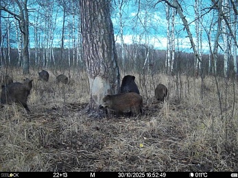 В рязанском лесу заметили рысь и волчью стаю - 62ИНФО В рязанском лесу заметили рысь и волчью стаю