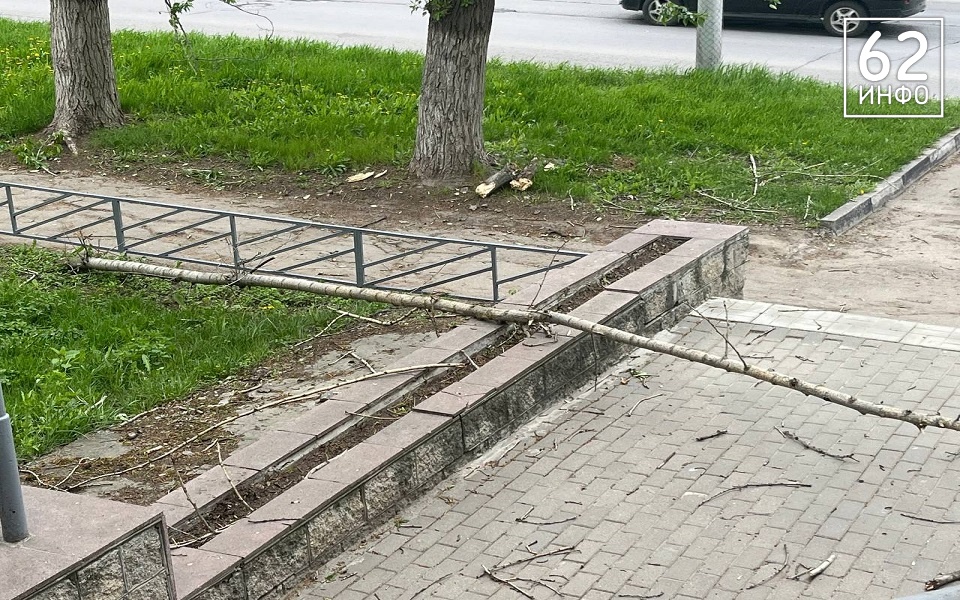 В Рязани сук тополя рухнул на тротуар из-за ветра - 62ИНФО