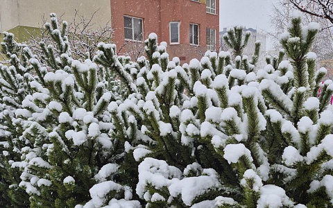 Фоторепортаж: в Рязани 15 ноября выпал первый снег