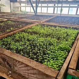 В Рязани высадят более 1,2 млн однолетних цветов