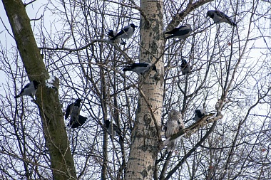 В рязанском парке вороны атаковали сову