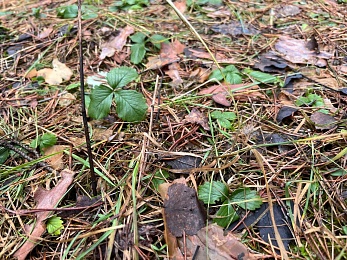 Аномальный февраль: в лесах под Рязанью распускается листва и растут грибы