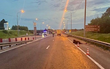 В ДТП с двумя лосями под Рязанью пострадала пассажирка Volkswagen Polo