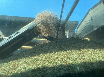 В Касимовском округе начали собирать урожай зерновых 