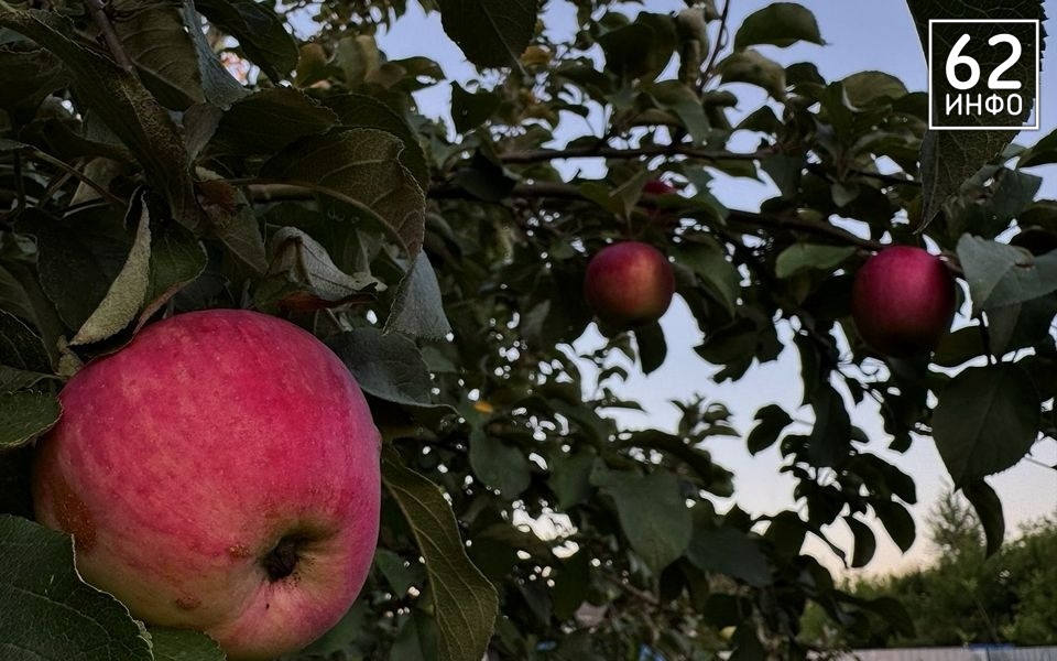 На ярмарках выходного дня в Рязани купили 17,7 т продуктов - 62ИНФО