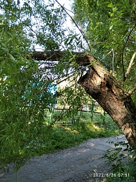 Дерево упало у входа в детский сад на Касимовском шоссе