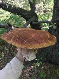 Названы урожайные леса Рязанской области с лисичками и белыми грибами