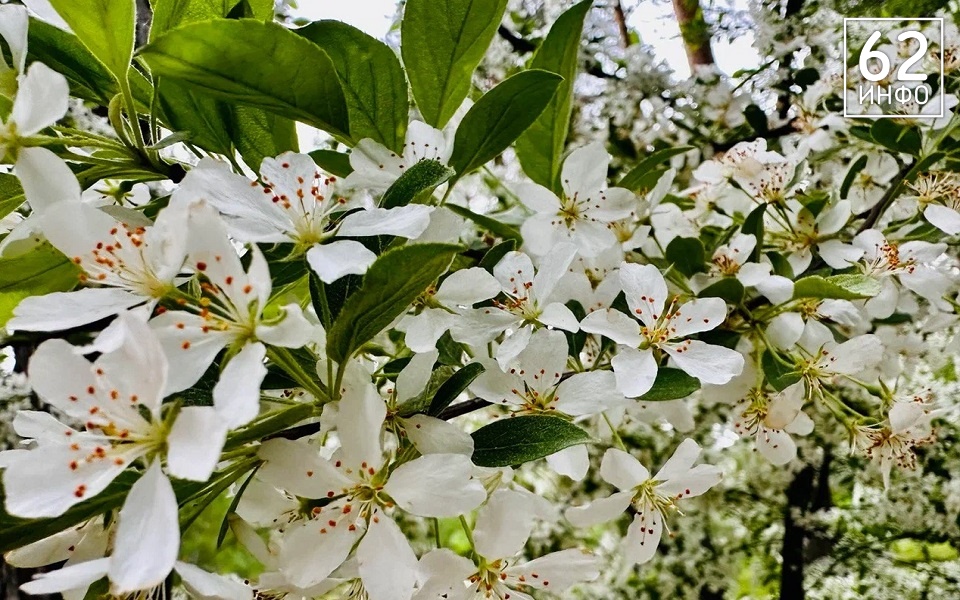 В Рязанской области 16 апреля сохранится ясная погода и +21°С - 62ИНФО