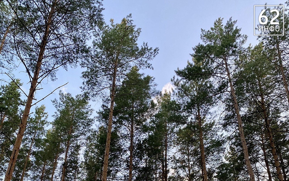 В Рязанской области объявили высокую пожароопасность - 62ИНФО