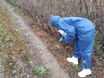 Не берите в руки: люди в химзащите раскладывают приманки в рязанских лесах  - 62ИНФО Не берите в руки: люди в химзащите раскладывают приманки в рязанских лесах