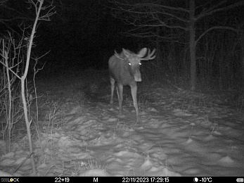 Окский заповедник показал фото лосей и кабанов в снегу
