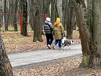 Где в Рязани гулять с собакой: официальные площадки и запрещенные места для выгула 