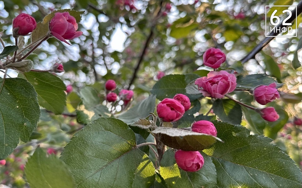 Рязанскую область ждет гроза и +23°С 23 мая - 62ИНФО